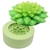 Molde Suculenta Agave Cavidade (1un)