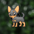 Chihuahua