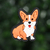 Corgi