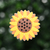 Girasol
