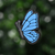 Mariposa Azul