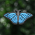 Mariposa Azul