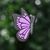 Mariposa Violeta