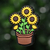 Girasol