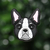 Boston Terrier