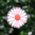 Flor LED