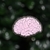 Cerebro Luminoso - comprar online
