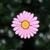 Flor Rosa - comprar online