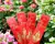 Sahumerio "SRI SAI FLORA" - comprar online