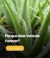 Banner de Aloe Vera Mundial