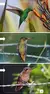 AVES DE CORDOBA GUIA DE CAMPO - NAROSKY en internet