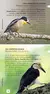 AVES DE CORDOBA GUIA DE CAMPO - NAROSKY - comprar online