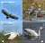 AVES DEL NOROESTE ARGENTINO - NAROSKY TITO- BLENDINGER PEDRO en internet