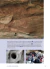 VIDA EN LAS ROCAS, LA - CANTERO JUAN JOSE - comprar online