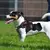 Pretal Arnes Acolchonado Pechera Para Perros Entrenamiento en internet