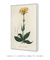 Quadro Decorativo Arnica Ilustrada - Casatella - Quadros Decorativos