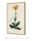 Quadro Decorativo Arnica Ilustrada - loja online