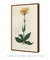 Imagem do Quadro Decorativo Arnica Ilustrada