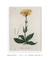 Quadro Decorativo Arnica Ilustrada - comprar online