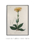 Quadro Decorativo Arnica Ilustrada - comprar online