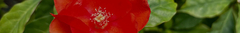 Banner da categoria Repelentes