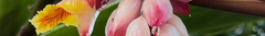 Banner da categoria Óleos
