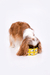 Comedouro Porcelana Snoopy All Food Amarelo - comprar online