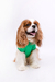 Camiseta Snoopy Esqui Verde - ZOOZ PETS