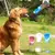 Garrafa Inteligente para Passeios com seu Cão na internet