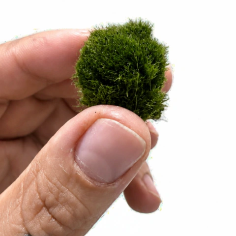 Marimo Cladophora (Solo mossball) Mediano