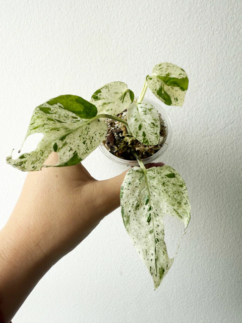 Epipremnum pinnatum white marble - comprar en línea