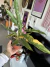 Philodendron ring of fire (Alta variegación) - comprar en línea