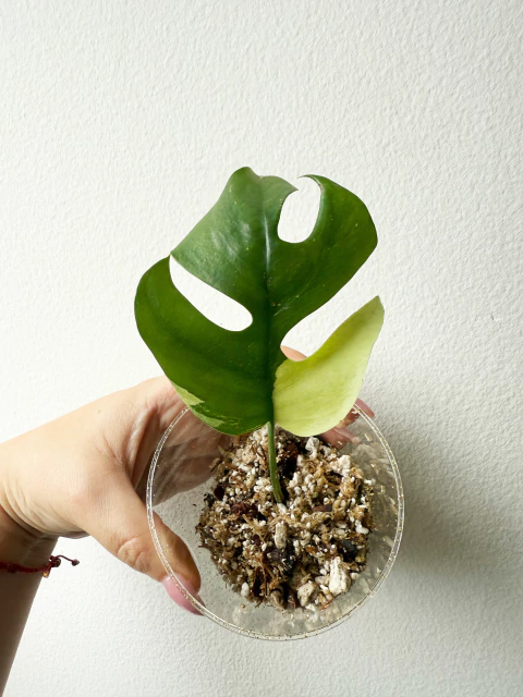 Raphidophora Tetrasperma Variegada - comprar en línea