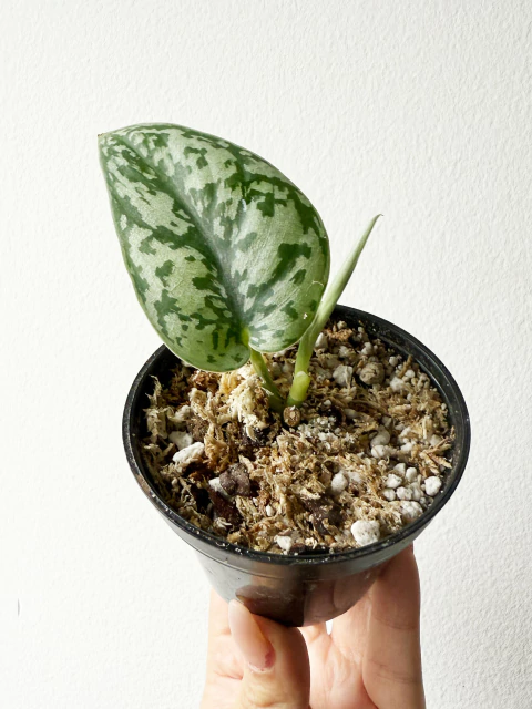 Scindapsus Exotica - comprar en línea