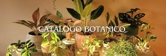 Banner de la categoría Todas las plantas