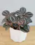 Pilea Involucrata Valley en internet