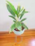 Dracena variegada - tienda online