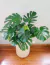 Monstera deliciosa XL - comprar online