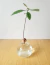 Germinador de palta