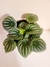 Peperomia Watermelon - Bon Plant