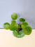 Imagen de Pilea Peperomioides + maceta Kamiya