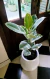 Gomero variegado (ficus elástica) 5 L - comprar online