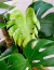 Monstera deliciosa XL en internet