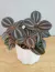 Pilea Involucrata Valley