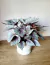Maceta Ondas con Begonia Beleaf verde/violeta