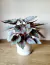 Begonia Beleaf + Maceta Ondas - comprar online