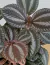 Pilea Involucrata Valley - comprar online