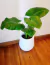Alocasia Odora (Oreja de Elefante)