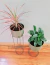Dracena Marginata Tricolor - Bon Plant