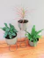Calathea Freddie - Bon Plant